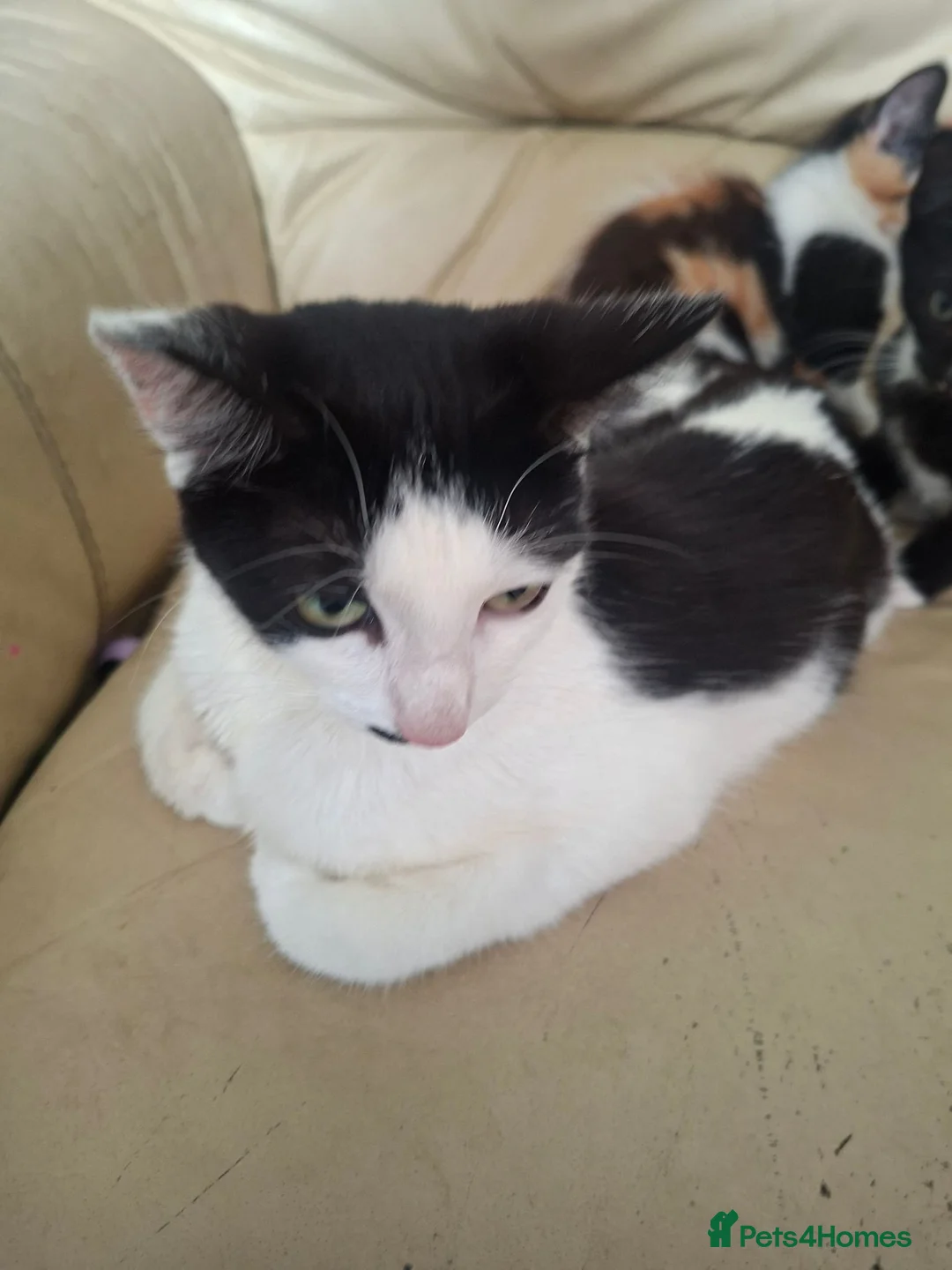 Mixed Breed cats for sale: 4 kittens  in Spalding - Advert 11