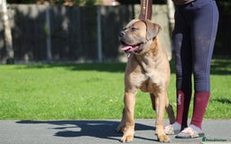 Cane Corso dogs for stud: 🧊 ANTIQUA FORTIS DA’VINCI OF PETRAANGELZ 🧊 - Image 4