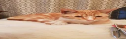 Mixed Breed cats for sale: Good home wanted for Ronnie - Advert 2