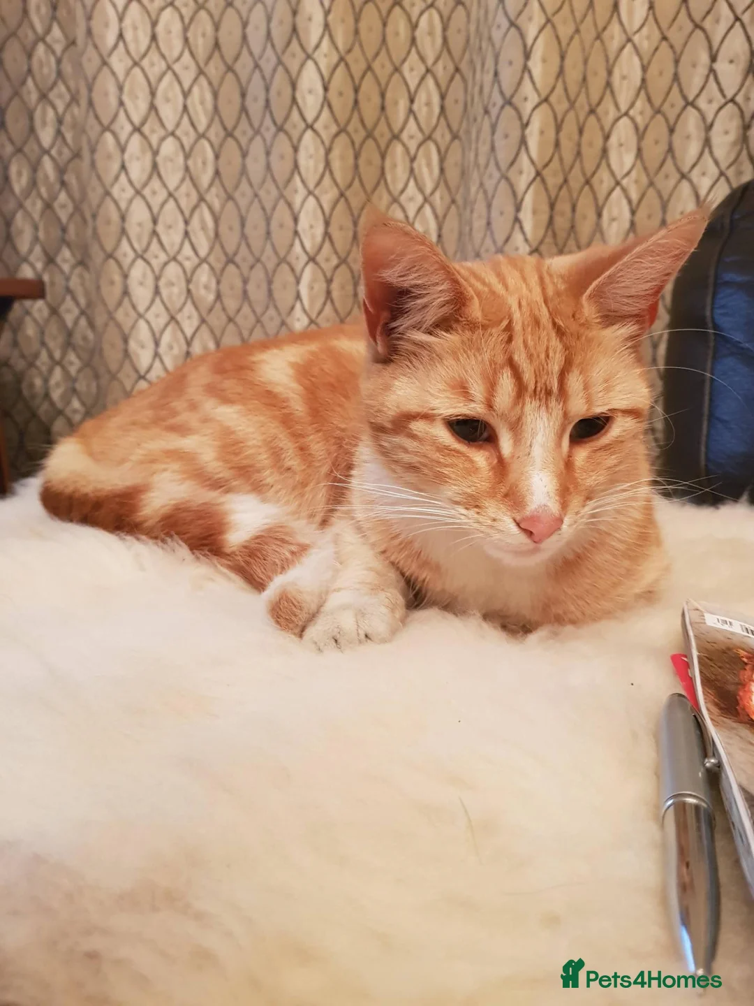 Mixed Breed cats for sale: Good home wanted for Ronnie - Advert 2