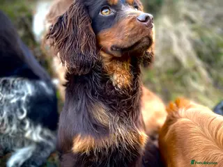 Cocker Spaniel dogs Small Health Tested KC liver and tan Cocker Stud in Harrogate - Advert 1