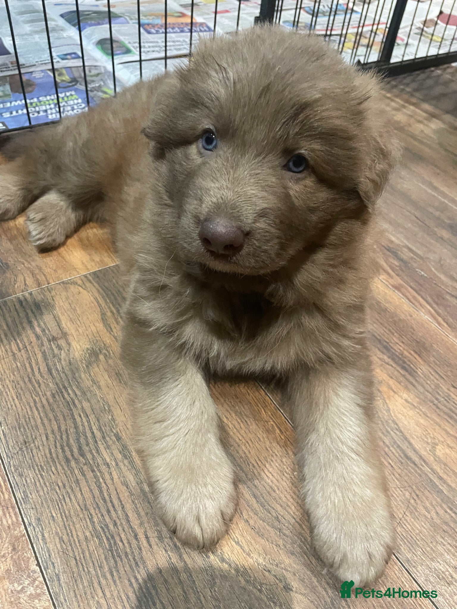 German Shepherd dogs Rare Isabella long coated German shepherd pup  - Advert 1
