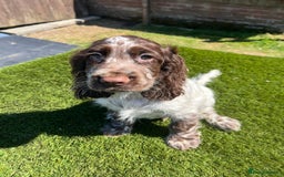Cocker Spaniel dogs for sale: 2 Cocker spaniel puppies available  - Image 1