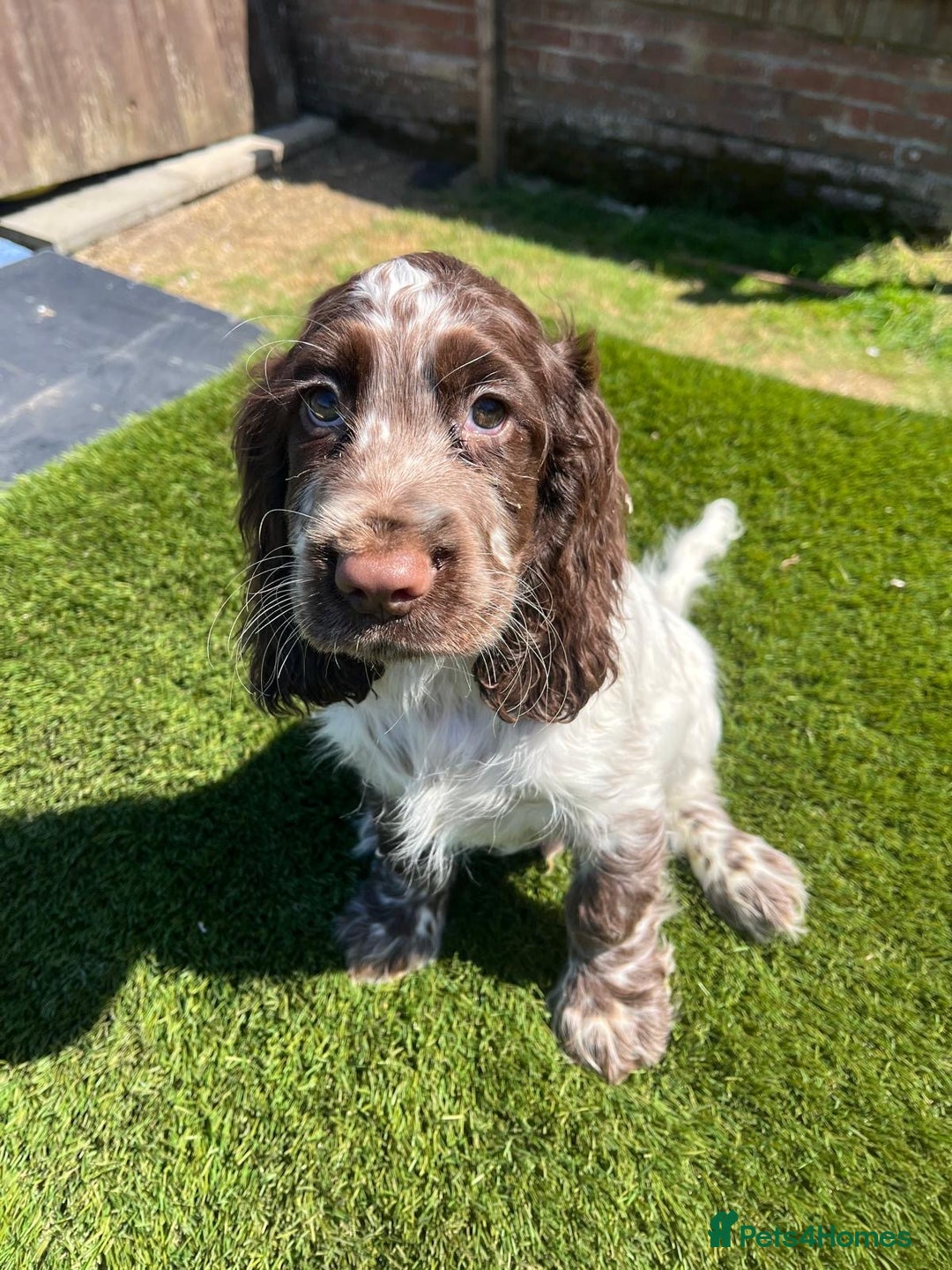 Cocker Spaniel dogs for sale: 2 Cocker spaniel puppies available  - Image 1