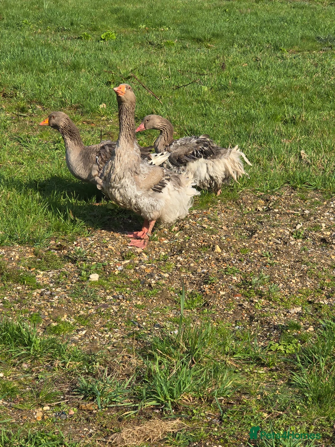 Geese poultry for sale: Grey Sebastopol hatching eggs - Advert 2