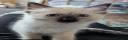 Ragdoll cats for sale: Purebred Female Ragdoll kitten  - Advert 3