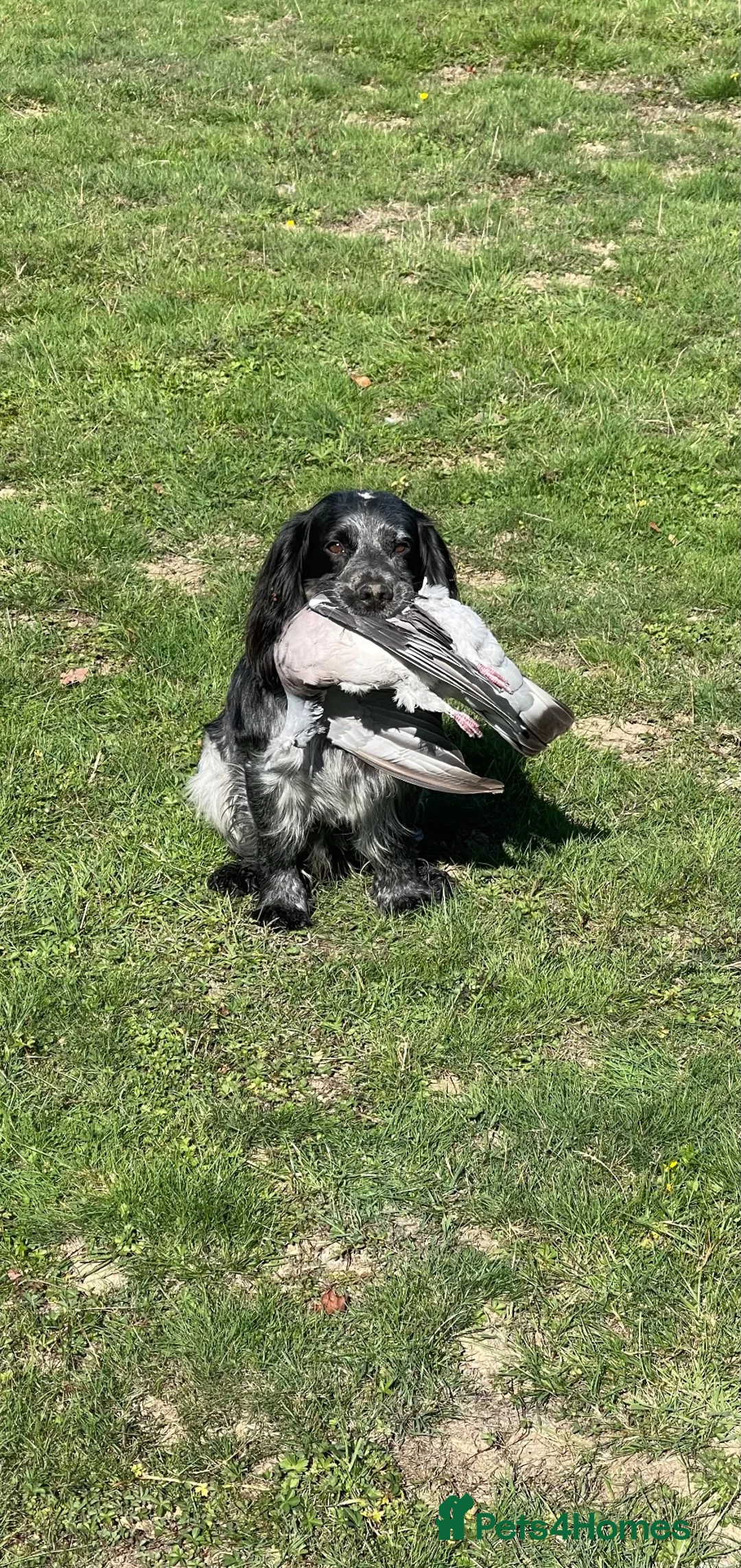 Cocker Spaniel dogs for stud: Blue Roan Cocker Spaniel Stud Dog - Advert 2