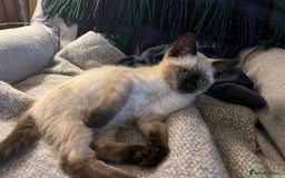 Ragdoll cats for sale: Beautiful Pure Ragdoll Kittens - Image 11