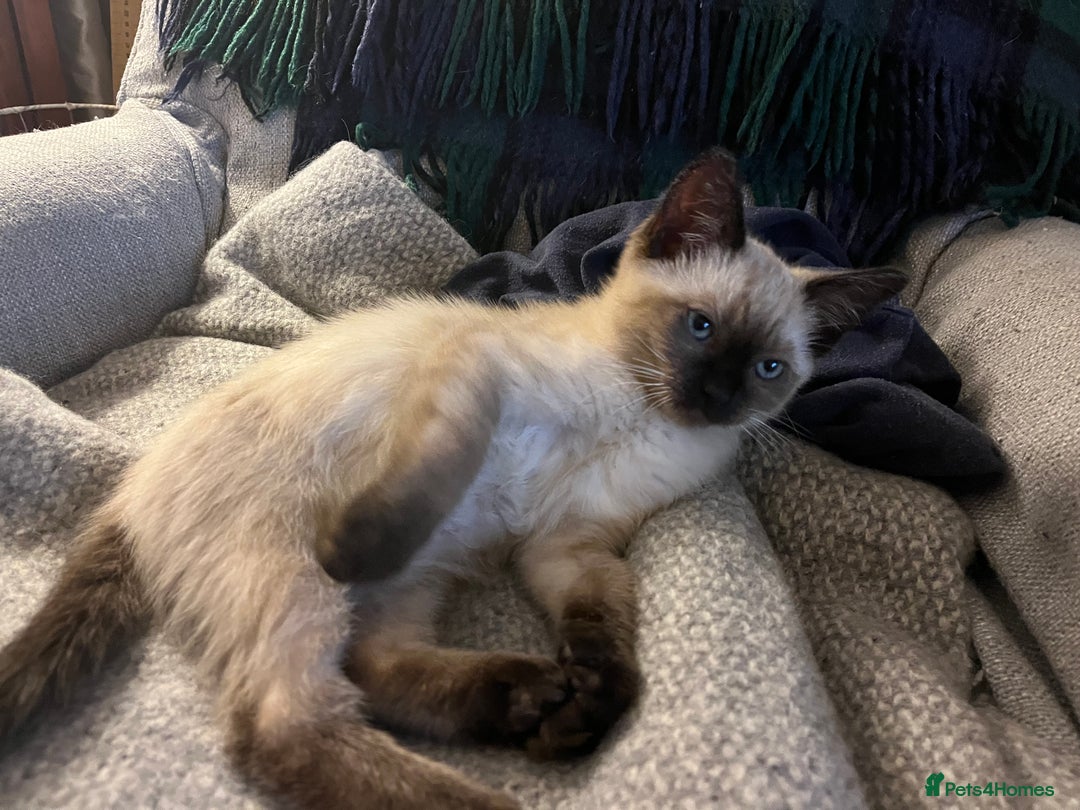 Ragdoll cats for sale: Beautiful Pure Ragdoll Kittens - Image 11