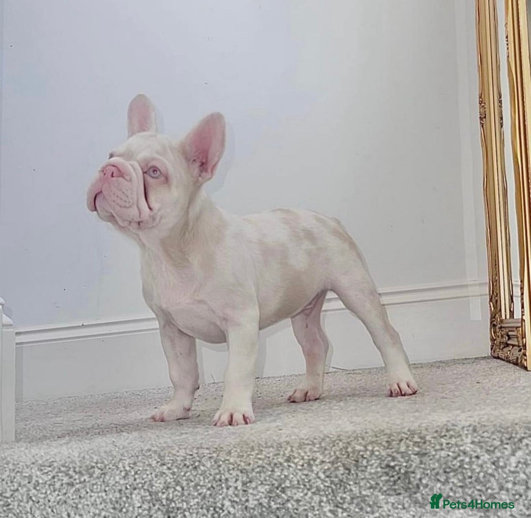French Bulldog dogs for sale: Caramel Pink Husky Koi Male Puppy - Advert 19