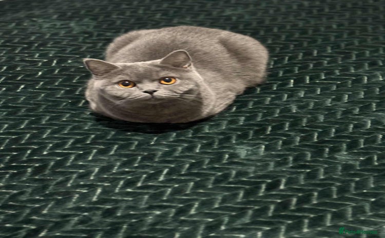 British Shorthair cats - Advert 11