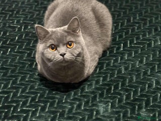 British Shorthair cats for sale - Advert 1