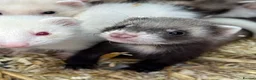 Ferret rodents for sale: Ferret Kits for sale in Huntingdon - Advert 2