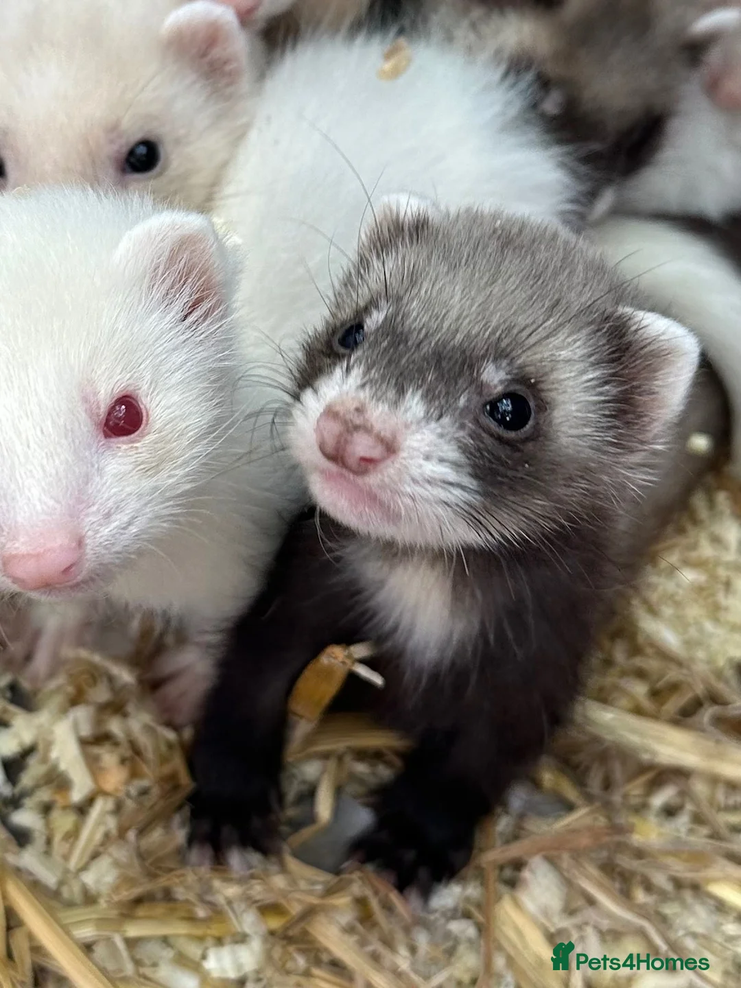 Ferret rodents for sale: Ferret Kits for sale in Huntingdon - Advert 2