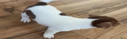 Jack Russell dogs for sale: Jack Russell  - Advert 7