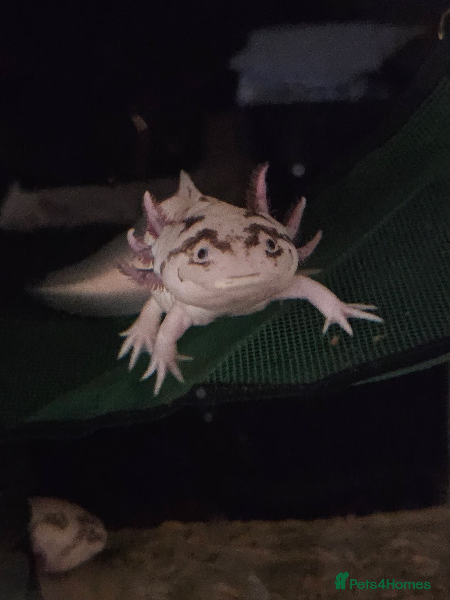 Axolotl reptiles Open to offers  - Advert 1
