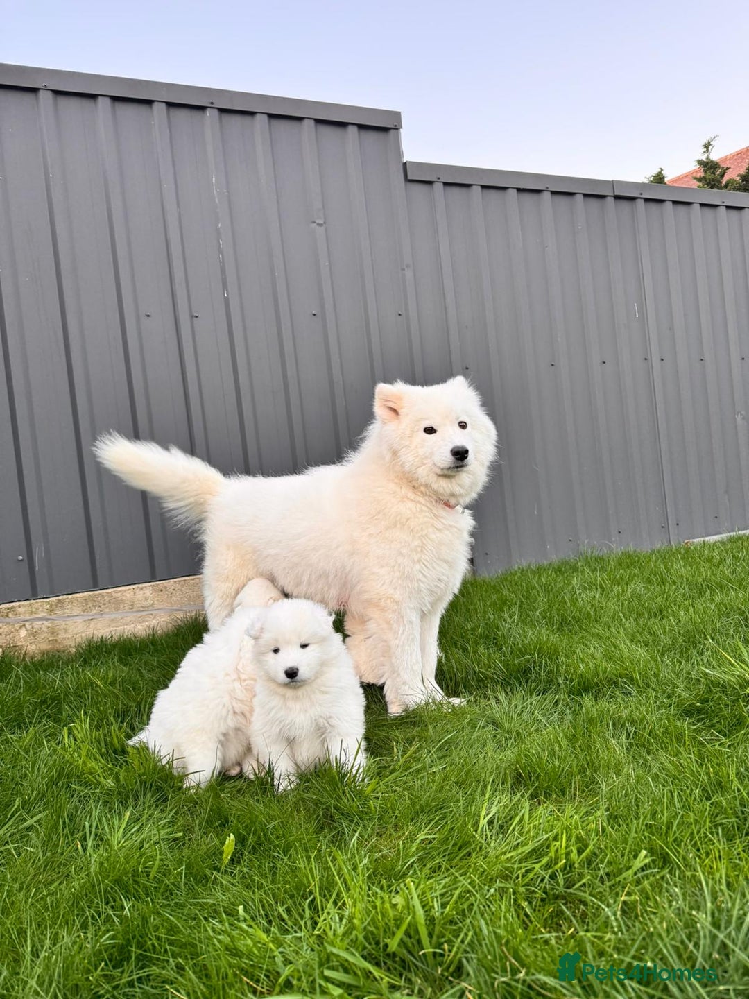 Samoyed dogs for sale: Lovely 4 GIRLS Samoyed puppy - Advert 8