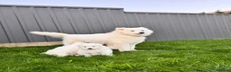 Samoyed dogs for sale: Lovely 1 GIRL Samoyed puppy - Advert 9
