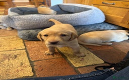 Labrador Retriever dogs for sale: 6 Pedigree Fox Red Labrador Puppies - Image 11