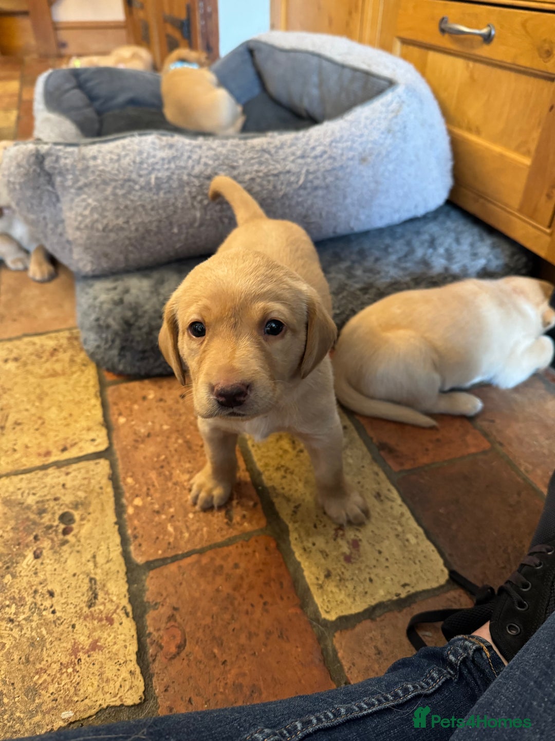 Labrador Retriever dogs for sale: 6 Pedigree Fox Red Labrador Puppies - Image 11