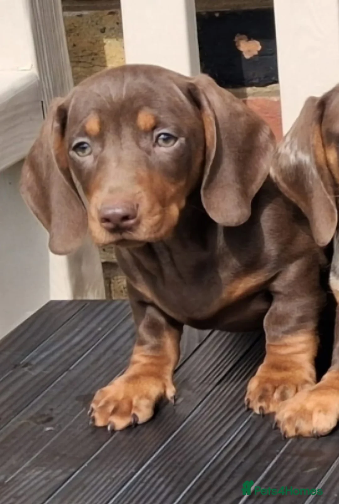 Miniature Dachshund dogs for sale: Miniature dachshunds - Advert 2