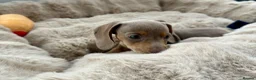 Miniature Dachshund dogs for sale: Miniature Dutch hound puppies - Advert 19