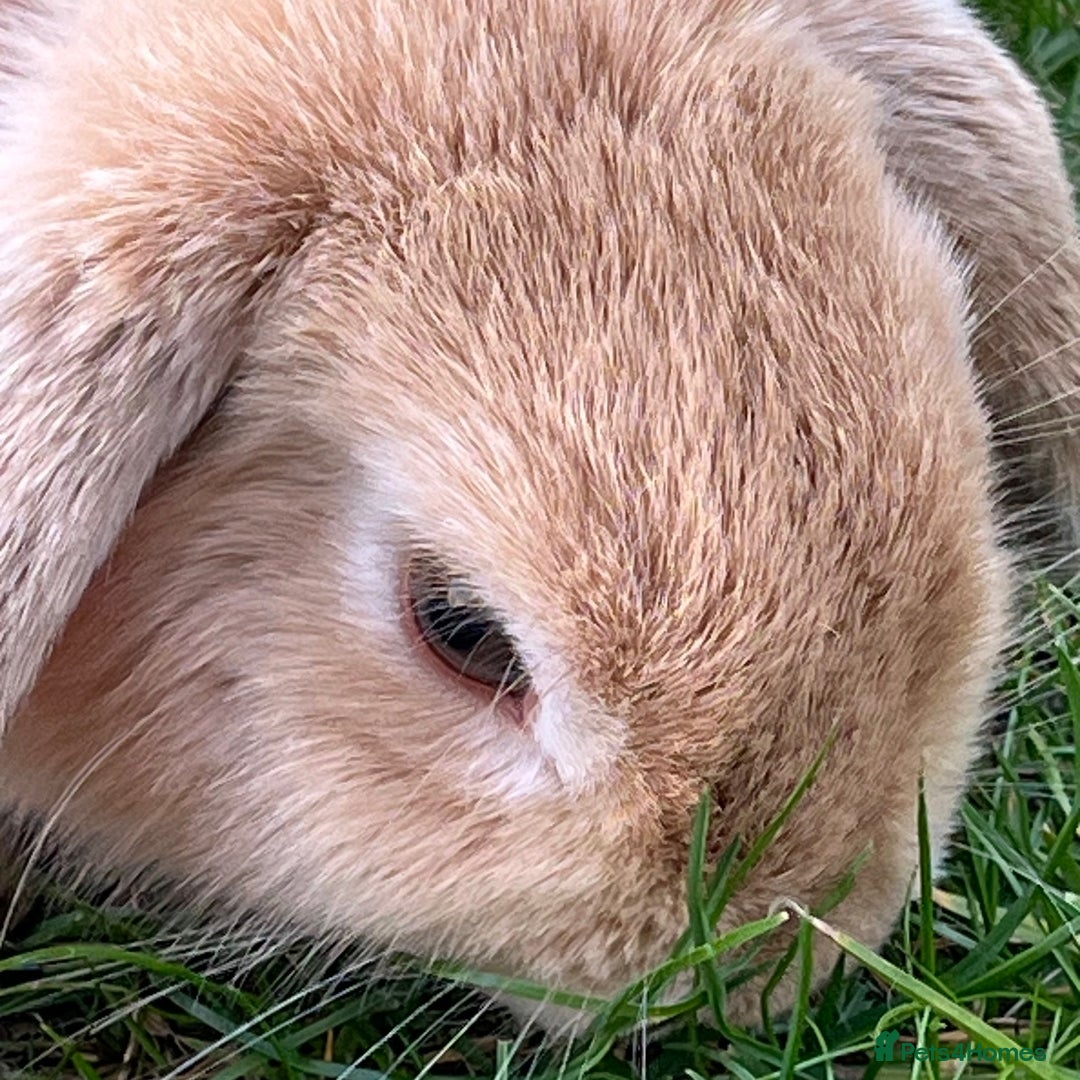 Mini Lop rabbits for sale: Mini Lop Lovely Bunny - Advert 4