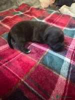 Mixed Breed dogs - Advert 4