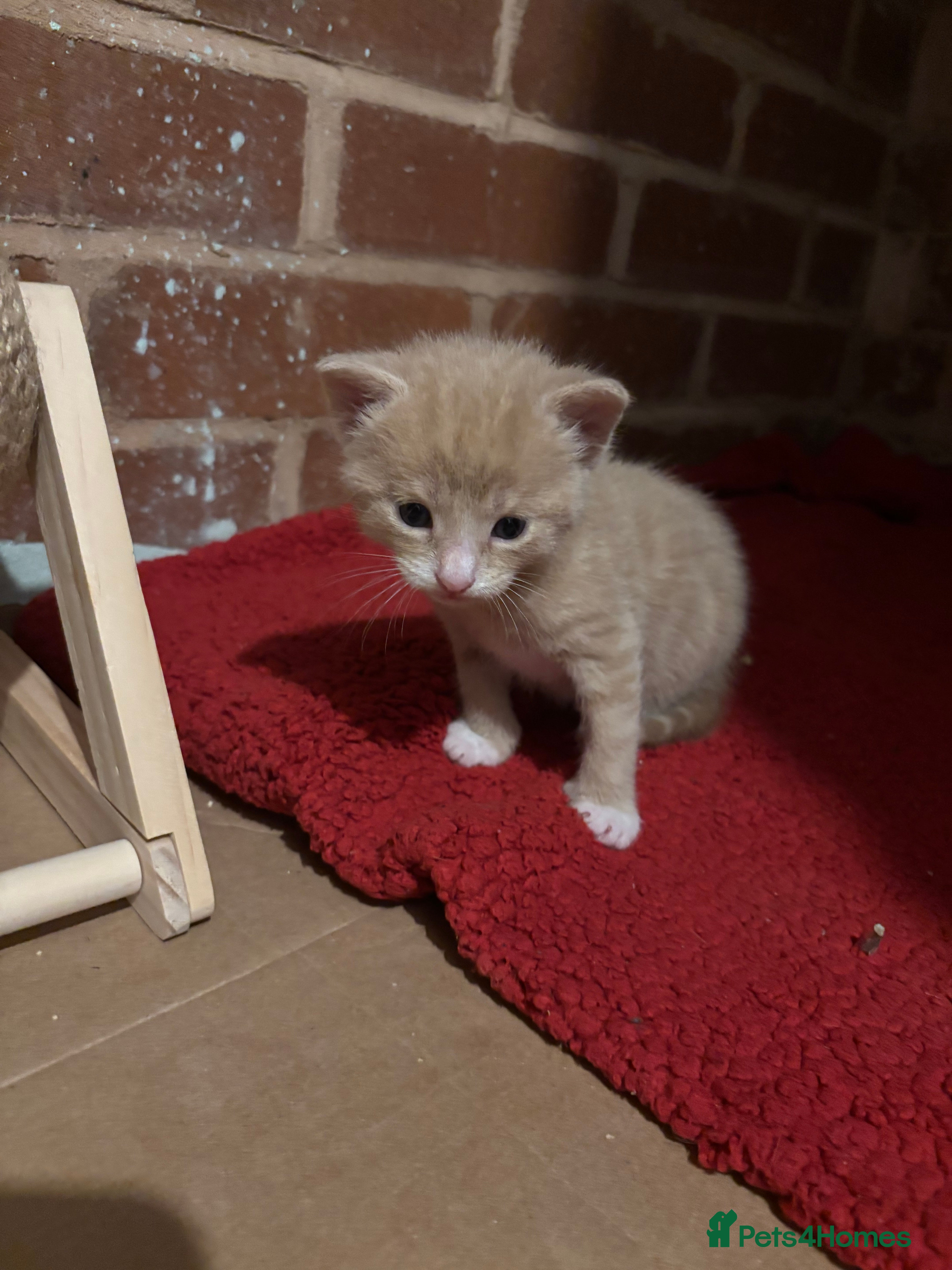 Mixed Breed cats for sale: 5 beautiful kittens for sale!  - Advert 13
