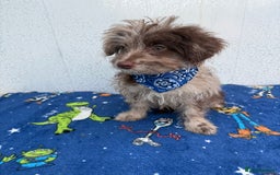 Pomapoo dogs for sale: Two gorgeous Pomapoo puppies available  - Image 5