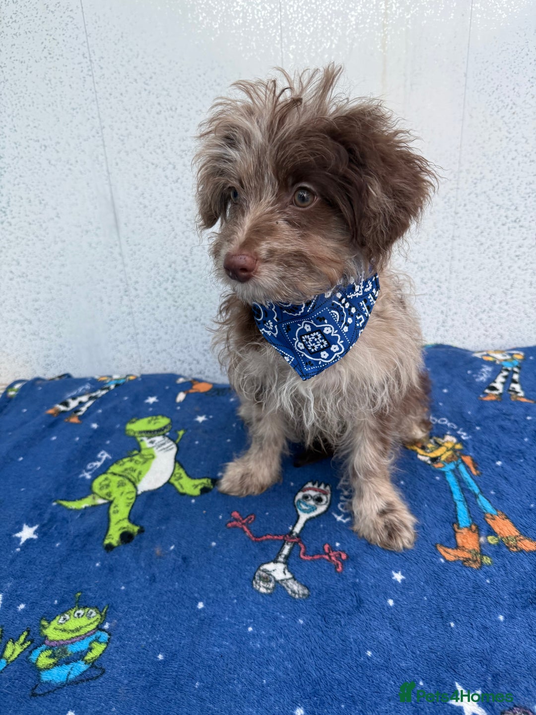 Pomapoo dogs for sale: Two gorgeous Pomapoo puppies available  - Image 5