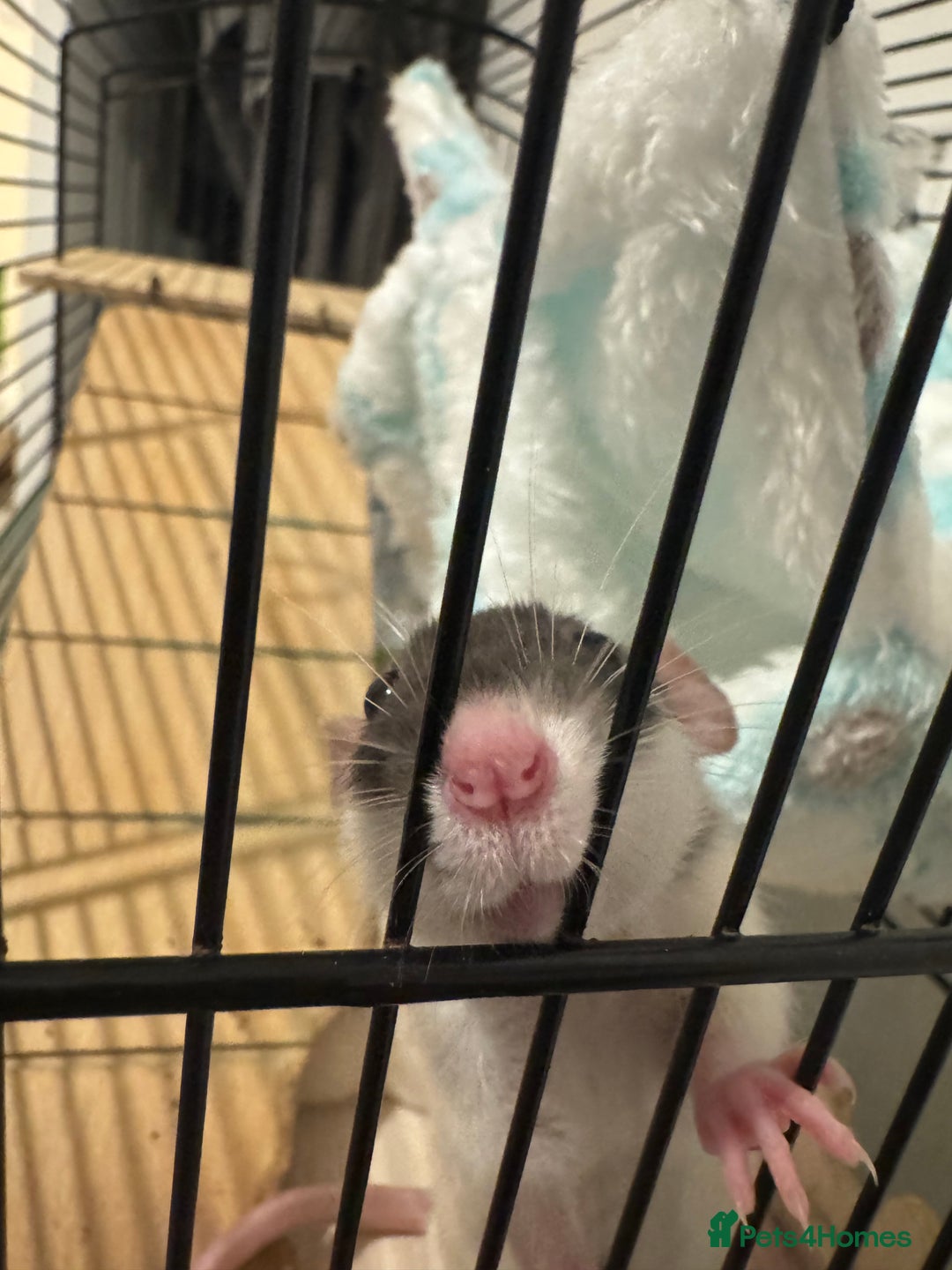Rat rodents for sale: 4 rats for rehoming  - Image 5
