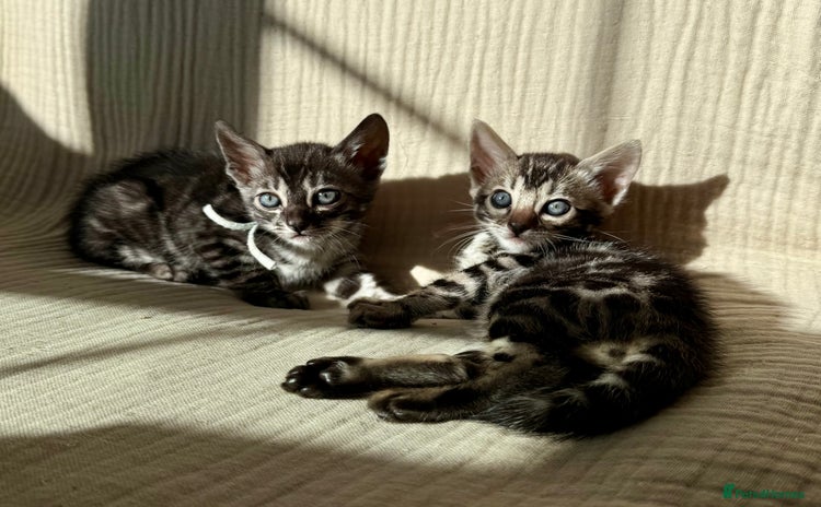 Bengal cats - Advert 1