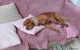 Cocker Spaniel dogs for stud: Pedigree stud   in Gloucester - Image 5