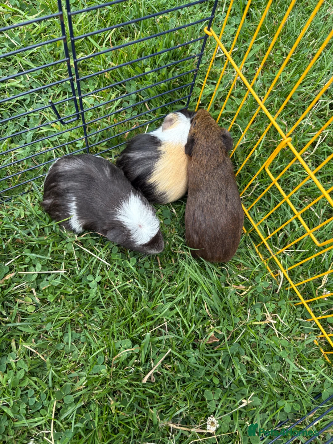 Guinea Pig rodents for sale: Beautiful friendly guinea pigs - Advert 2