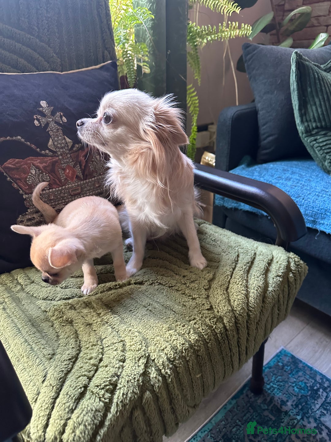 Chihuahua dogs for sale: Beautiful cream girls - Advert 4