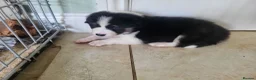 Border Collie dogs for sale: Home raised family border collie puppies in Knutsford - Advert 1