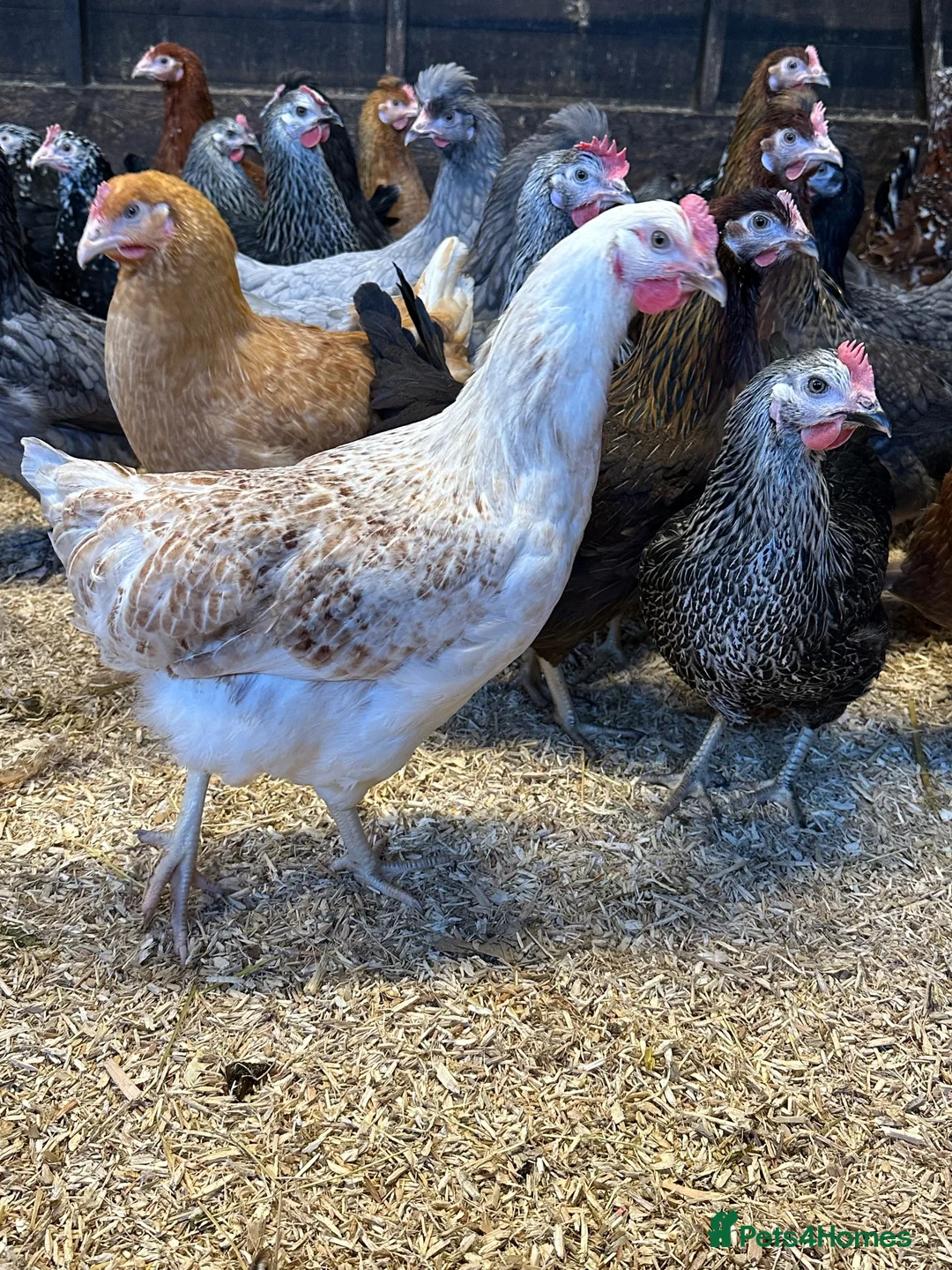 Chickens poultry for sale: Point of lay hens in a wide range of breeds  - Advert 14