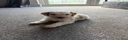 Cockapoo dogs for sale: 2x F2 cockapoos for sale - Advert 2