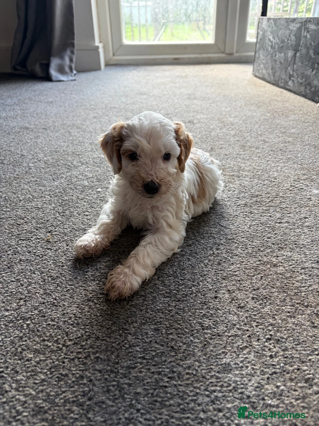 Cockapoo dogs for sale: 2x F2 cockapoos for sale - Advert 2