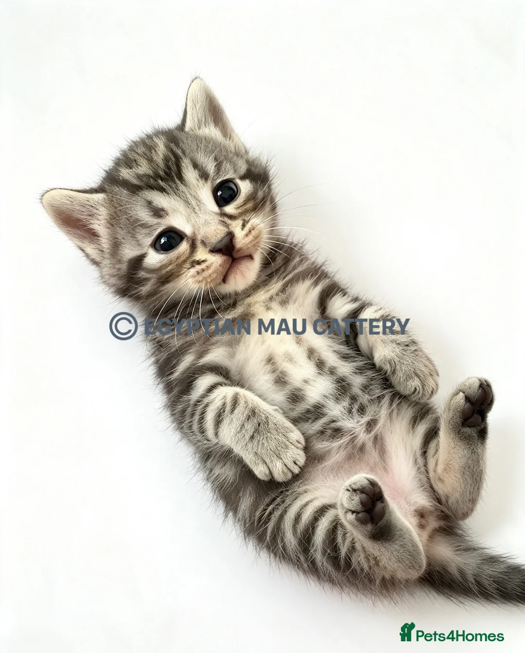 Egyptian Mau cats for sale: TICA reg SNOW LEOPARD EGYPTIAN MAU X BENGAL  - Advert 40