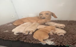 Miniature Dachshund dogs for sale: English cream miniature dachshunds  - Image 24