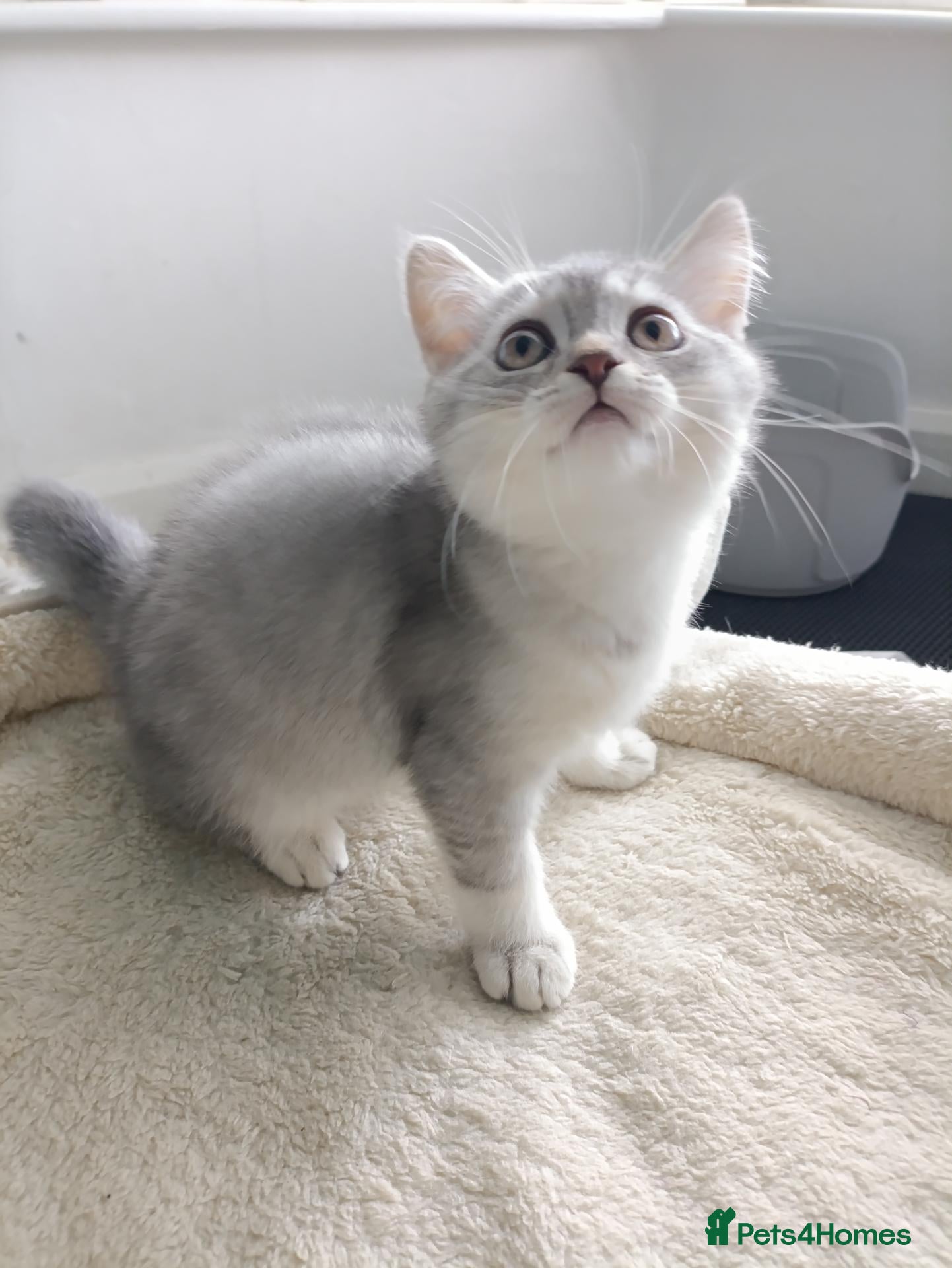 British Shorthair cats Sweet kitten  - Advert 17