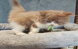 British Longhair cats for sale: Cinnamon bi colour longhair  - Image 14