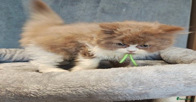 British Longhair cats - Advert 6