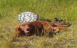 Cocker Spaniel dogs for sale: Working Cocker Spaniel from Exceptional FTCh Lines - Image 6