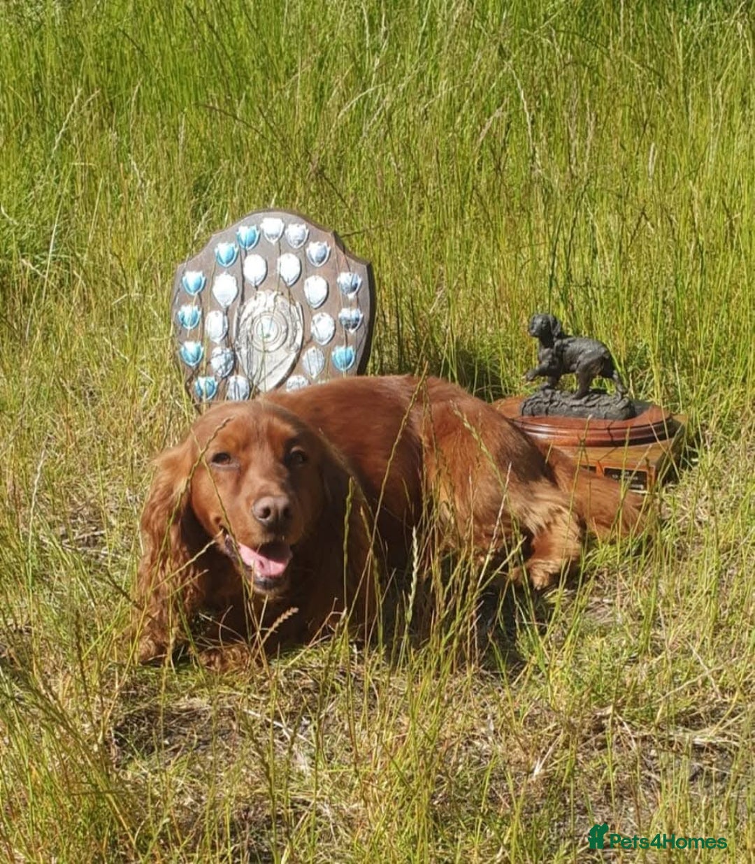 Cocker Spaniel dogs for sale: Working Cocker Spaniel from Exceptional FTCh Lines - Image 6