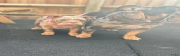 Olde English Bulldogge dogs for sale: 2 female olde English bulldogs in London - Advert 5