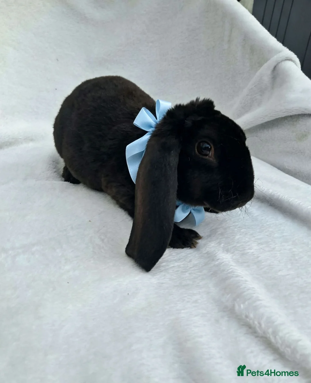 Rex rabbits for sale: RARE Velveteen baby  - Advert 9