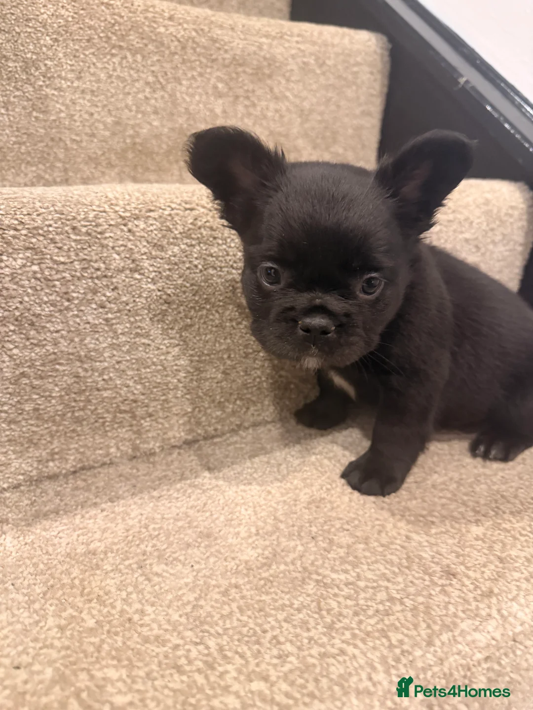French Bulldog dogs for sale: Visual fluffy French bulldogs  - Advert 1